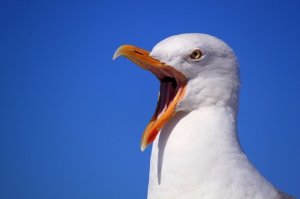 Как у меня появилась крыша. Или когда помощь приходит неожиданно