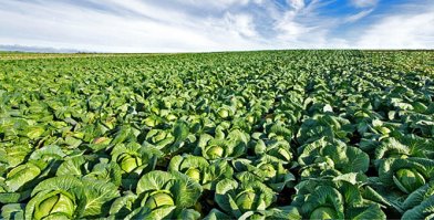 Ад мясоедов.

П.с. Вангую на 37 дизов.