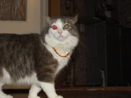 Наша тоже янтарные бусики носит