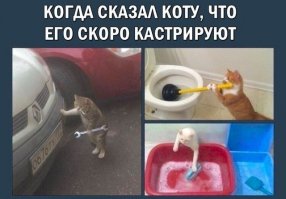 Котейка - любитель селфи!