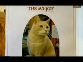 А вы зря. Вот например, ув. к. Стаббс 20 лет мером служил.