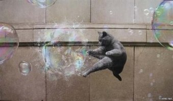 Наверное с котиками туда не пущают...