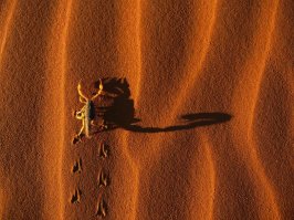 тени в пустыне