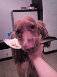 Собака очень активна - это Вы преуменьшаете! Она вообще не останавливается! Ее и снимать можно только на видео, для фото она на целую секунду не может спокойно встать. Вот мой буйный, с трудом зафиксированный.