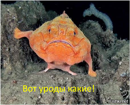 Подводный мир: самые странные обитатели океана