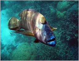 На Большом Барьерном рифе снял. Наполеон.