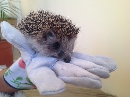 Застрял как то вот этот на даче в сетке рабице, вытащили пофоткались и отпустили. Так он еще пару недель возле дома тусовался.