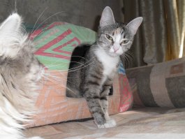 у меня  есть тигрица, которая за неимением живых мышей, периодически приносит свои игрушки, кладет около ног, говорит  мяу ,  и уходит с чувством выполненного  долга :)