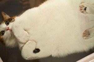 Погладить можно, - главное температурный режим соблюдать и не пересолить, иначе не глазунья, а омлет получится