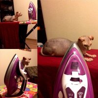 Погладить можно, - главное температурный режим соблюдать и не пересолить, иначе не глазунья, а омлет получится