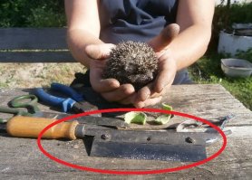 я надеюсь все хорошо у ёжика