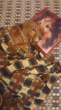 Вот наша. Сейчас беременная, чуть поспокойнее стала. А так просто не угомонная.