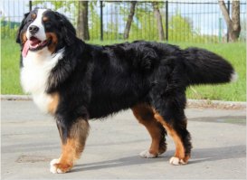 Судя по всему это помесь бернского зенненхунда и немецкой овчарки :)