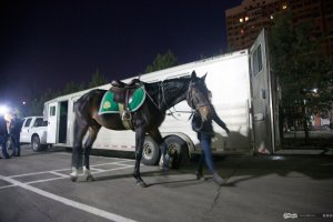 Это тягач для перевозки лошадей.