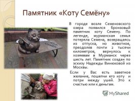 В Мурманске популярен кот Семен