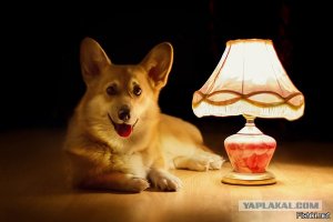 Пятеро на одного