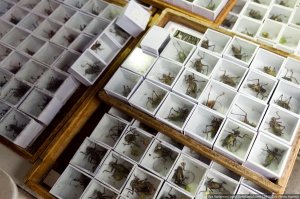 я, пилять 3 раза посмотрел, внимательно, третий раз на замедленном.
КУДА ОНИ КОРОБОЧКУ СО СВЕРЧКАМИ СУЮТ???????