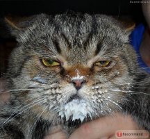 Скорее всего у кошака булимия,такая же байда как у людей,болезнь обжорства) Я сейчас как раз в такой семейке проживаю,кошка трындец,мусоропровод на четырёх лапах и хозяйка такая же...С одной стороны даже жалко их)