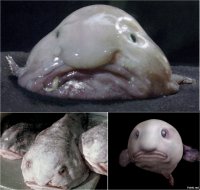 Ламантины - очаровашные  красотульки!
И капля тоже красотулька! Даже в таком ракурсе!