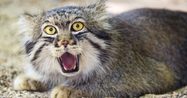 а теперь все открываем рот от удивления