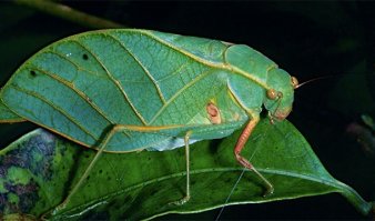 В посте капюшононосный богомол.
Листовой кузнечик выглядит так