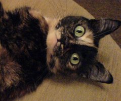 Голубой глаз выглядит подкрашенным.  Не видела таких глаз вживую. Но - спорить не стану. Вдруг?...

А кошечки примерно такие же живут и у меня во дворе, и много ещё где. Правда, с одинаковыми глазками.
Их у нас называют "черепаховыми".
И у меня была любимая кошечка Ксюша.