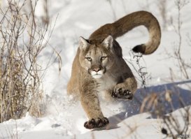 надеюсь он просто соскучился...