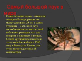 Самый милый паучок на свете излечит вашу арахнофобию 