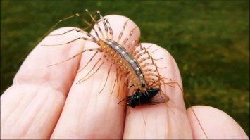 В детстве, в Крыму, очень боялся этой БЯКИ...