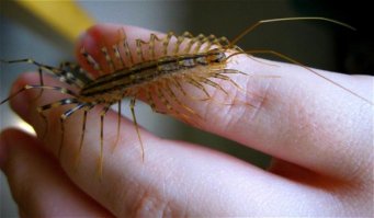 В детстве, в Крыму, очень боялся этой БЯКИ...