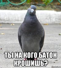 Противостояние века - голуби против человека