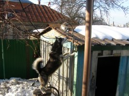 5 лет было, когда его забрали из приюта, потом дружба со старой хаски Сашей, смерть Саши...
На снимке пёс совсем старый. Моему - 7 лет, но он куда лучше выглядит и поиграть любит и побегать.