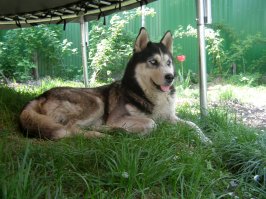 У хаски очень густая шерсть и подшерсток не уходит даже летом. 
 К тому же они постоянно линяют и мытьё не сильно-то и поможет.
А вот чесалкой поработать надо бы и не один раз. Только они этого сильно не любят...
Мой, увидев меня со щеткой, сразу прячется