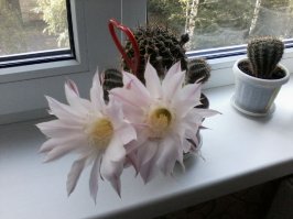 Мои кактусы цветут ежегодно!