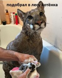 хорошая киса из найденного котенка выросла :)
главное, не позволять ей точить когти об мебель. и об себя :)