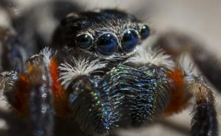 Самый милый паучок на свете излечит вашу арахнофобию 