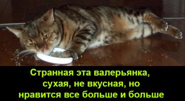 Был у меня кот, по окрасу - один в один, тоже жрал траву, но в меру, так как эти двое никогда не ужирался в слюни, все-таки светское воспитание и тапком по жопе не бывают лишними.