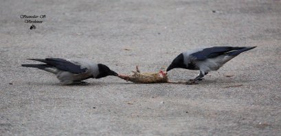 Жизнь - это вам не погулять выйти.