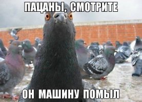 Противостояние века - голуби против человека