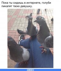 Противостояние века - голуби против человека