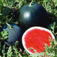 Он? Сорт Огонёк. Ранний. Семена продаются в Москве и подмосковье совсем недорого.