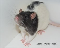 Моя тоже по дому бегала( провода не грызла), но спала только в клетке, таскала у кошаков сухой корм) Крыса была капюшоновая) Практически такая как на фото