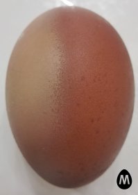 Как французы крутили яйца