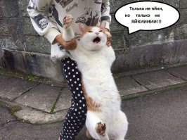 Очередная порция картинок с подписями