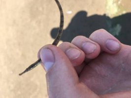 Охренеть, рыба называется)) Вот кто может сказать, что за рыбку я в Астрахани поймал? Такой в местной фауне вроде не должно быть... Река Ахтуба.