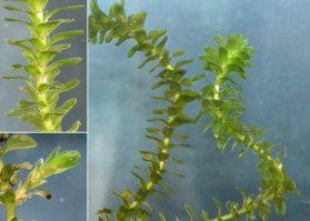 Элодея Канадская. Во всех водоёмах страны. И ещё колорадский жук