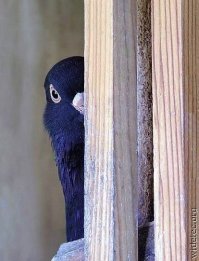 Китайский крестьянин строит ферму из кукурузы