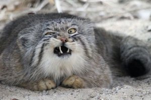 Кто еще не погладил кота?