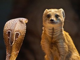 Пффф... А я их никогда и не боялся:)