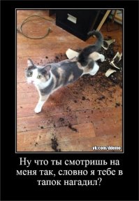 да не нагадил, а нагадила! 
В кошаках нихрена не разбираются, а туда же лезут, котиков постить....
